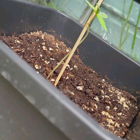 Sour Diesel Autoflowering growlog timeline photo