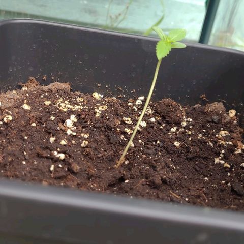 Sour Diesel Autoflowering growlog timeline photo