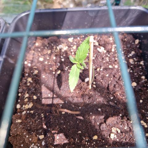 Sour Diesel Autoflowering growlog timeline photo