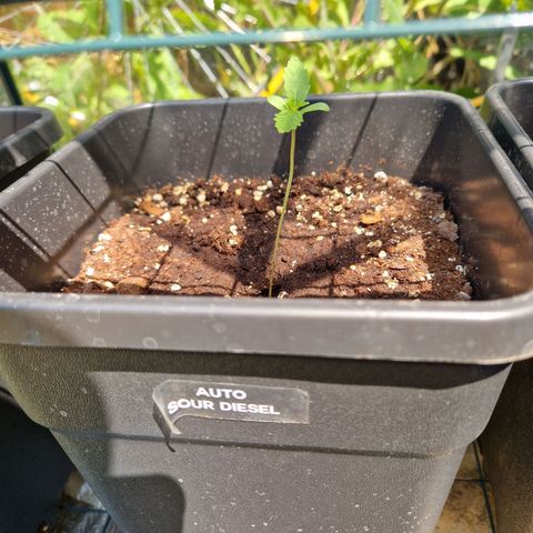 Sour Diesel Autoflowering growlog timeline photo