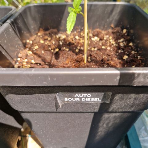 Sour Diesel Autoflowering growlog timeline photo
