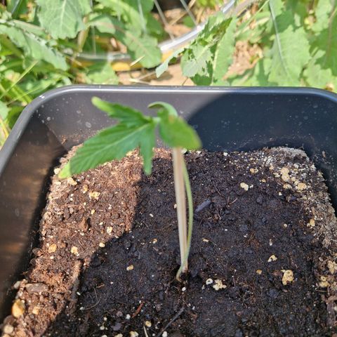 Sour Diesel Autoflowering growlog timeline photo
