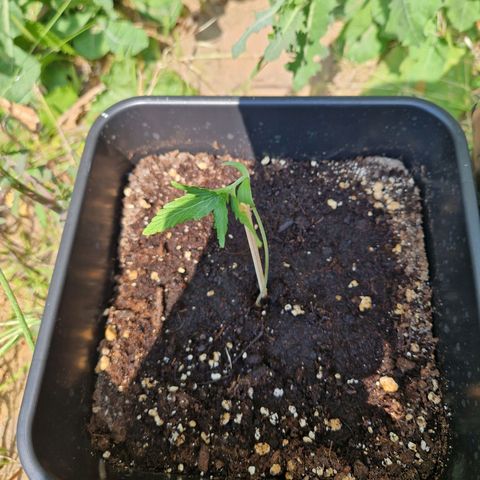 Sour Diesel Autoflowering growlog timeline photo