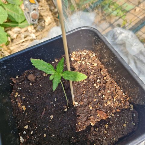 Sour Diesel Autoflowering growlog timeline photo