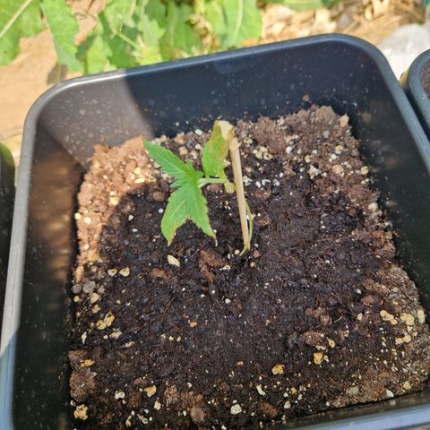 Sour Diesel Autoflowering growlog timeline photo