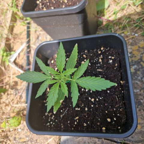 Sour Diesel Autoflowering growlog timeline photo