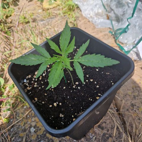 Sour Diesel Autoflowering growlog timeline photo