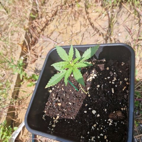 Sour Diesel Autoflowering growlog timeline photo