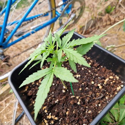 Sour Diesel Autoflowering growlog timeline photo