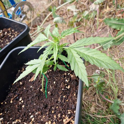 Sour Diesel Autoflowering growlog timeline photo