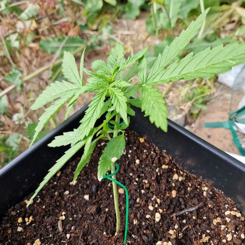 Sour Diesel Autoflowering growlog timeline photo