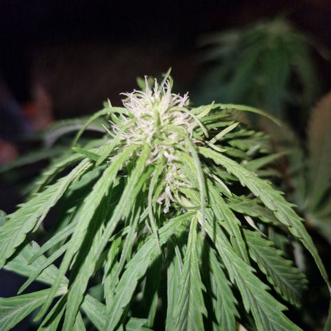 Sour Diesel Autoflowering growlog timeline photo