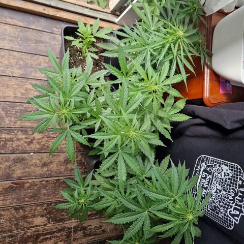 Sour Diesel Autoflowering growlog timeline photo