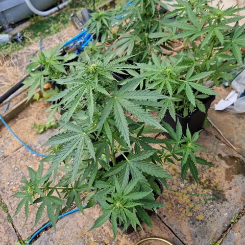 Sour Diesel Autoflowering growlog timeline photo