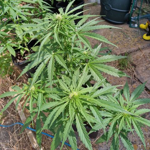Sour Diesel Autoflowering growlog timeline photo