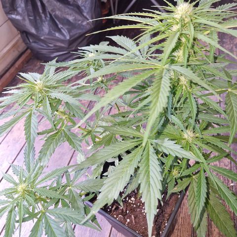 Sour Diesel Autoflowering growlog timeline photo