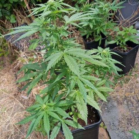 Sour Diesel Autoflowering growlog timeline photo