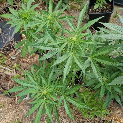 Sour Diesel Autoflowering growlog timeline photo