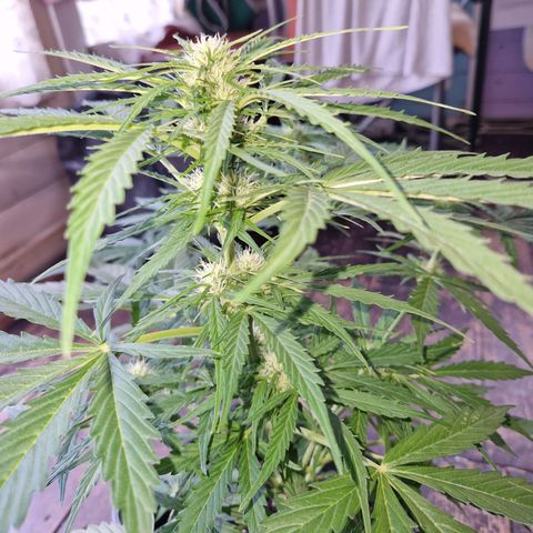 Sour Diesel Autoflowering growlog timeline photo