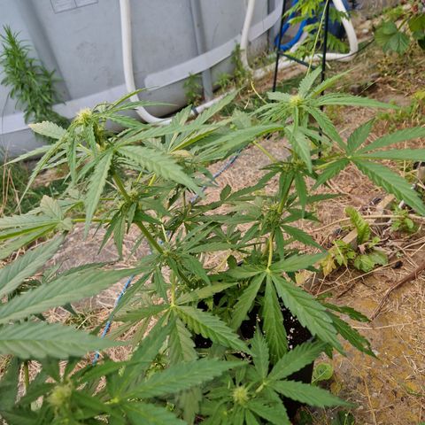 Sour Diesel Autoflowering growlog timeline photo