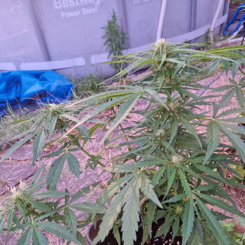 Sour Diesel Autoflowering growlog timeline photo