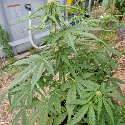Sour Diesel Autoflowering growlog timeline photo