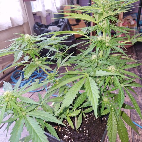 Sour Diesel Autoflowering growlog timeline photo