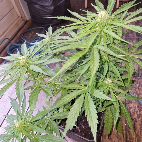 Sour Diesel Autoflowering growlog timeline photo