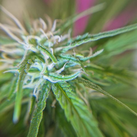 Sour Diesel Autoflowering growlog timeline photo