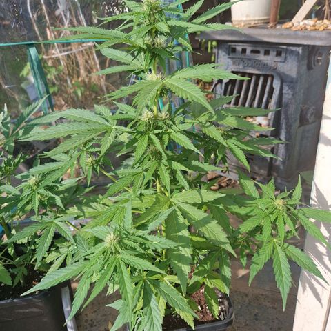 Sour Diesel Autoflowering growlog timeline photo