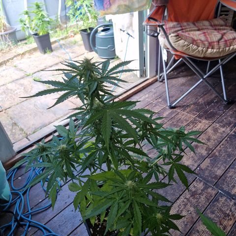 Sour Diesel Autoflowering growlog timeline photo