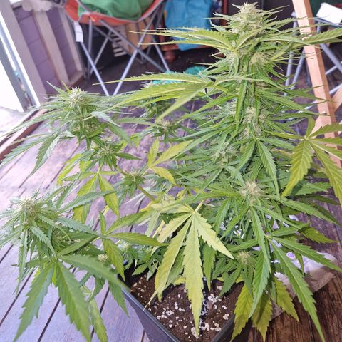 Sour Diesel Autoflowering growlog timeline photo