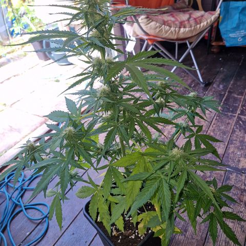 Sour Diesel Autoflowering growlog timeline photo