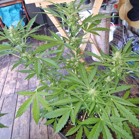Sour Diesel Autoflowering growlog timeline photo