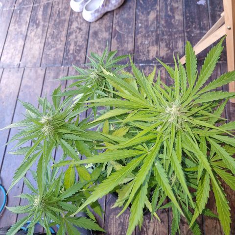 Sour Diesel Autoflowering growlog timeline photo