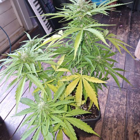 Sour Diesel Autoflowering growlog timeline photo