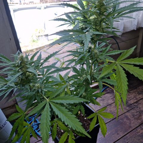Sour Diesel Autoflowering growlog timeline photo