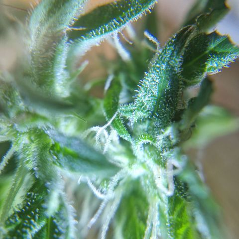 Sour Diesel Autoflowering growlog timeline photo