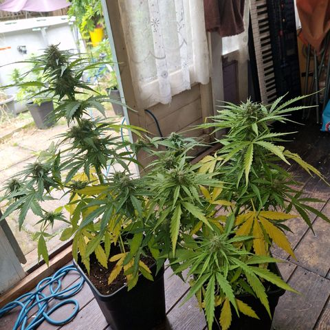 Sour Diesel Autoflowering growlog timeline photo