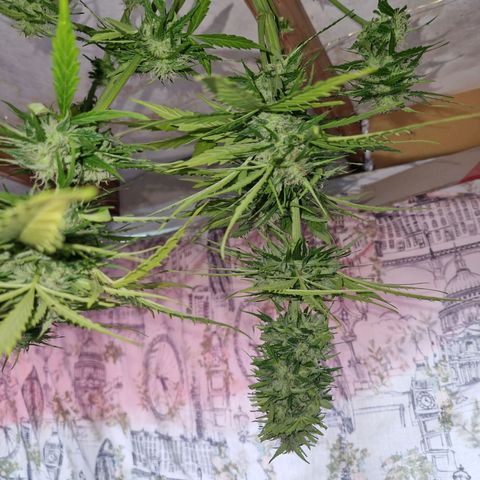 Sour Diesel Autoflowering growlog timeline photo