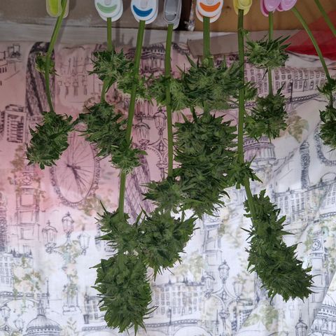 Sour Diesel Autoflowering growlog timeline photo