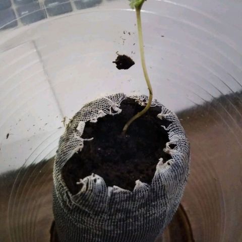 Chalupas growlog photo: El tallo de la plántula se alargo