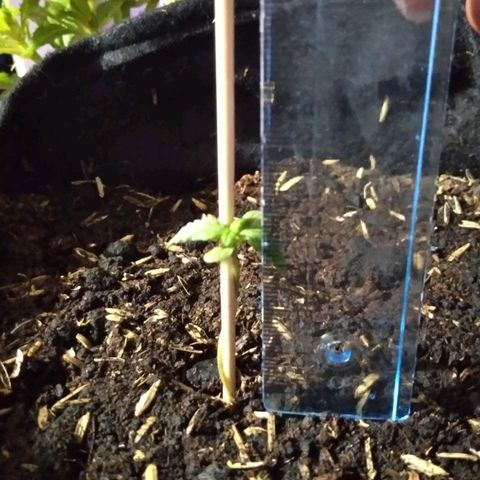 Chalupas growlog photo: La plantula mide 3,5 cm y tiene 4 hojas
