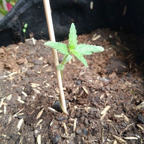 Chalupas growlog photo: La planta mide 4 cm y le estan creciendo nuevas hojas. Hojas nuevas 3 hojas antiguas 4