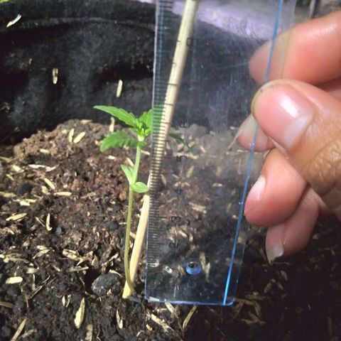 Chalupas growlog photo: La planta alcanza los 6cm. Hojas 6
