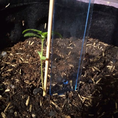 Chalupas growlog photo: La planta mide 6,3 cm 
Tiene 4 hojas verdaderas y 2 hojas de los cotiledones