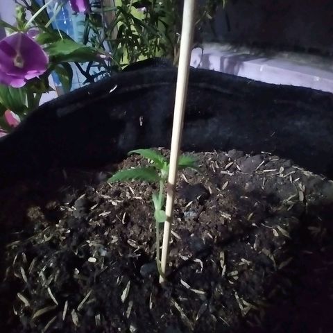 Chalupas growlog photo: La planta mide 6,3 cm 
Tiene 4 hojas verdaderas y 2 hojas de los cotiledones