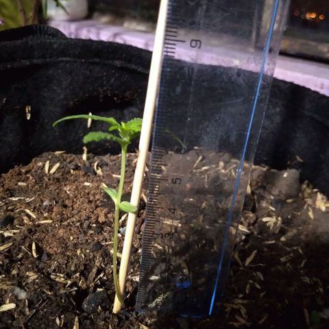 Chalupas growlog photo: La planta mide 6,5cm 
Las hojas miden 2,5 cm de largo