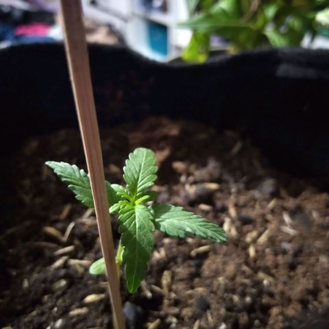 Chalupas growlog photo: La planta mide 6,5cm 
Las hojas miden 2,5 cm de largo