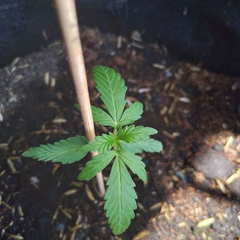 Chalupas growlog timeline photo